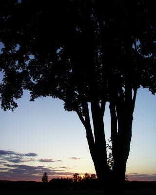 Arbre au crépuscule